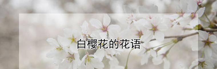 樱花花语的深意（追寻樱花花开的心愿）