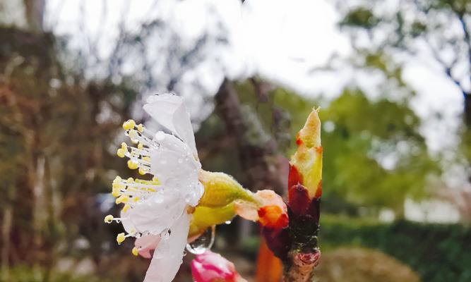 樱桃花的花语（探寻樱桃花的花语）