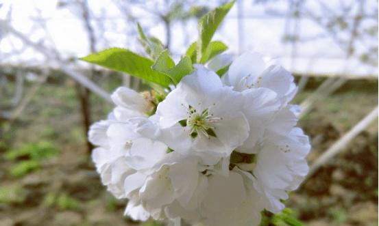 樱桃花的花语（探寻樱桃花的花语）