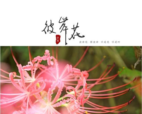 永生花的花语及其寓意（美丽绽放的花朵）