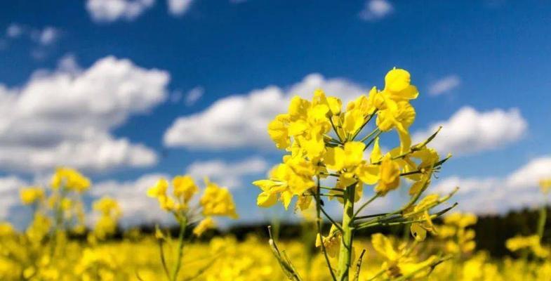 油菜花之美——花开如黄海（探寻油菜花的花语和文化底蕴）