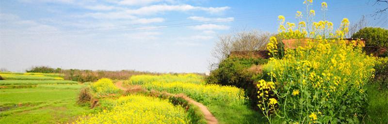 油菜花之美——花开如黄海（探寻油菜花的花语和文化底蕴）