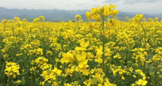 油菜花之美——花开如黄海（探寻油菜花的花语和文化底蕴）