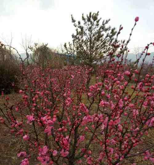 榆叶梅花语（揭示榆叶梅花的深意与寓意）