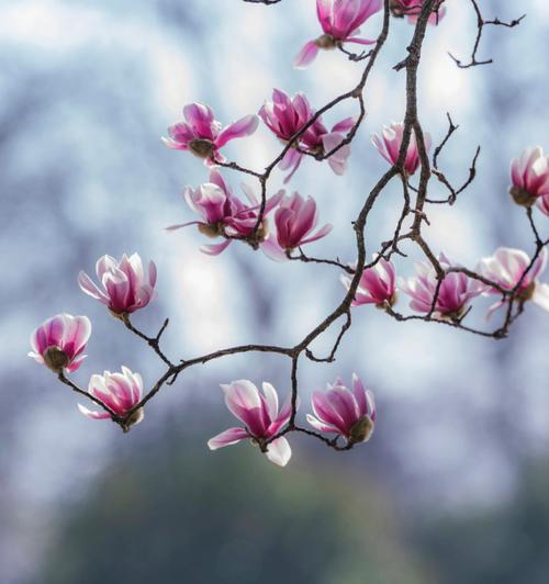 玉兰花的寓意和象征（美丽的玉兰花）