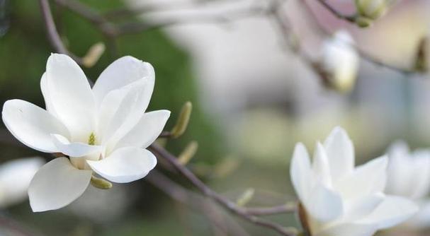 玉兰花之美与寓意（探寻玉兰花的象征意义及文化底蕴）