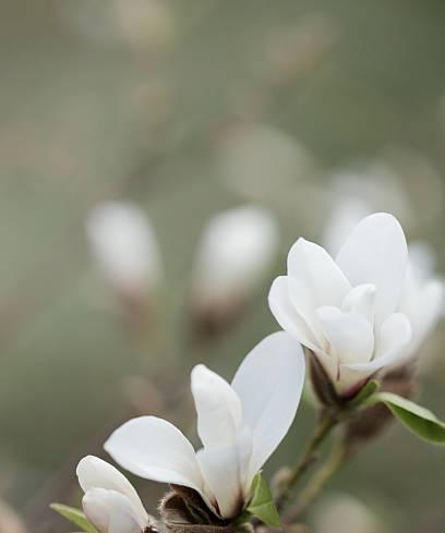 玉兰花之美与寓意（探寻玉兰花的象征意义及文化底蕴）