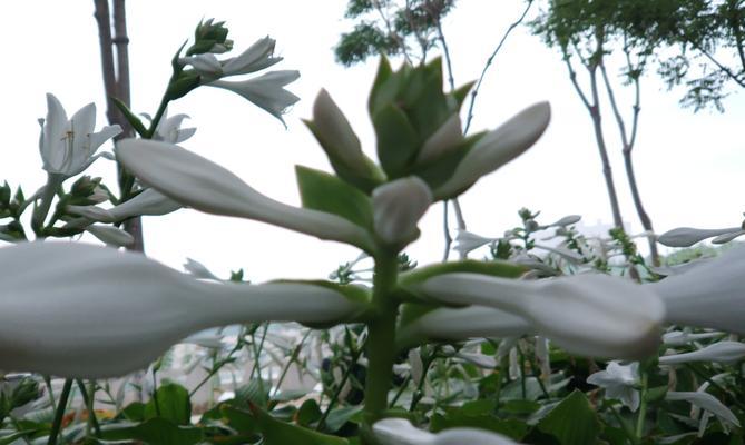 玉簪花的寓意与文化传承（探索玉簪花的美丽故事与象征意义）