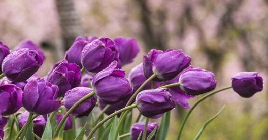 郁金香的花语及象征意义（探寻郁金香的花语）