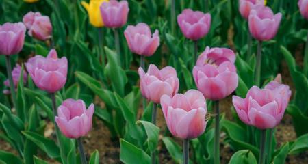 郁金香（郁金香花）