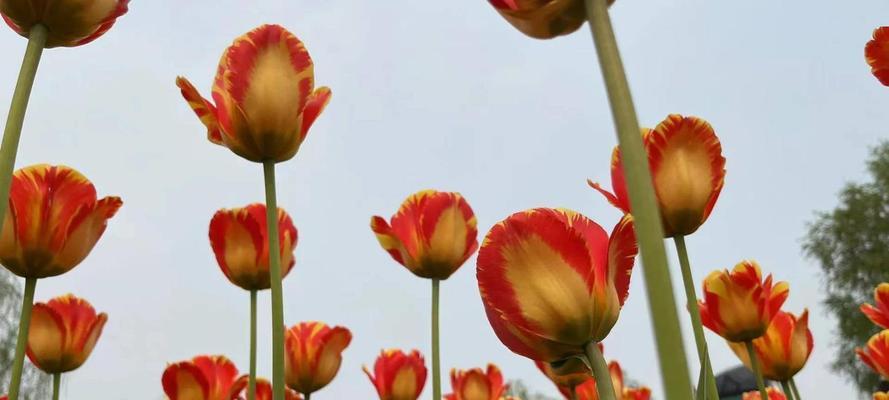 郁金香花语与寓意（用花语传递真挚情感）