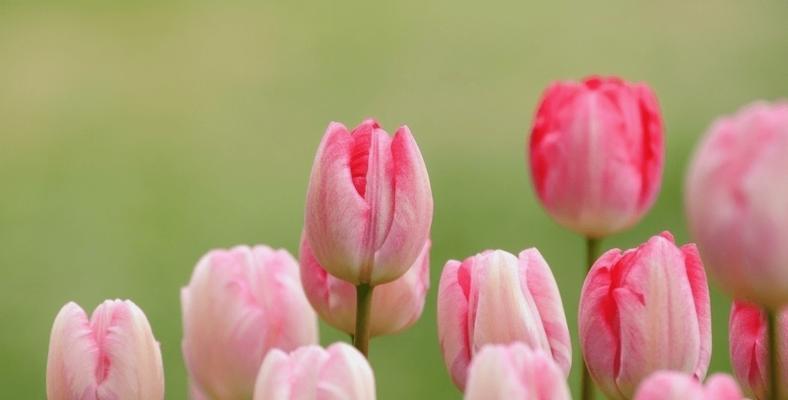 郁金香花语揭秘（一朵郁金香的暗示力量与美丽）