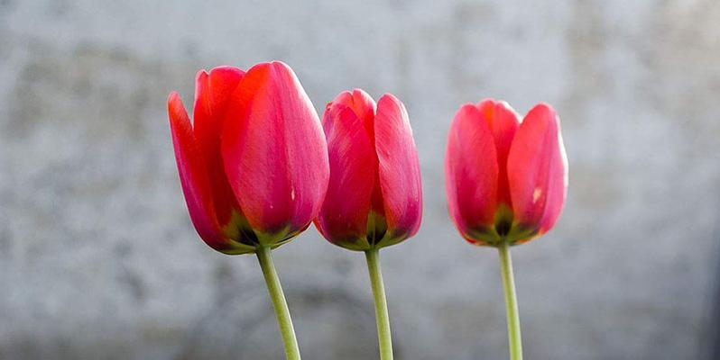 郁金香花语揭秘（一朵郁金香的暗示力量与美丽）