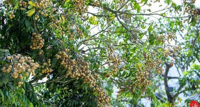 龙眼种植时间的选择（如何在不同季节种植龙眼）