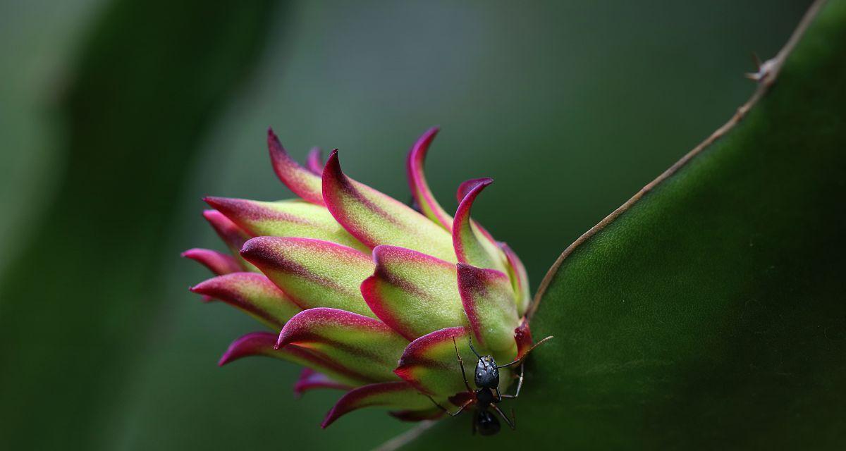 龙枣开花的神奇预兆（揭秘龙枣开花前的5个关键信号）