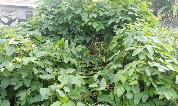 龙爪豆的种植时间（选择适合的季节种植）