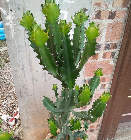 龙爪开花的时间及生长特点（探究龙爪开花的周期和条件）