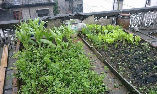 楼顶菜园的种植技巧（利用城市空间打造绿色食品）