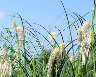 揭秘芦根（从采摘到用途）