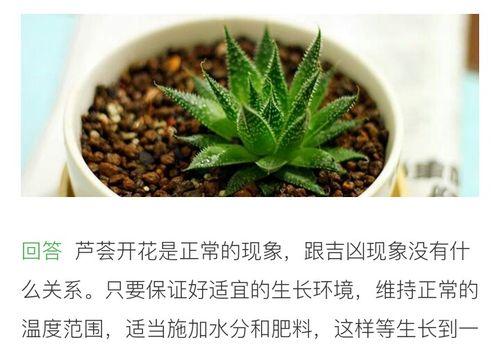 芦荟换盆后的浇水技巧（芦荟换盆后如何正确浇水）