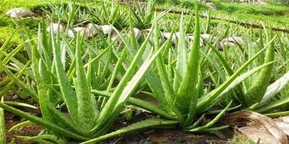 芦荟的浇水频率（揭秘芦荟浇水的正确方法和注意事项）