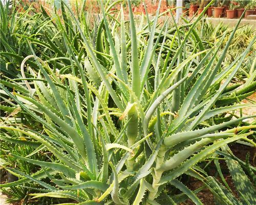 芦荟的种植与管理（从地栽到养护）