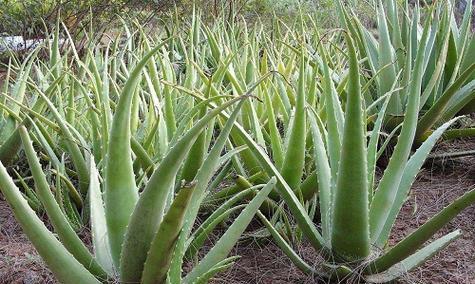 芦荟的种植与管理（从地栽到养护）