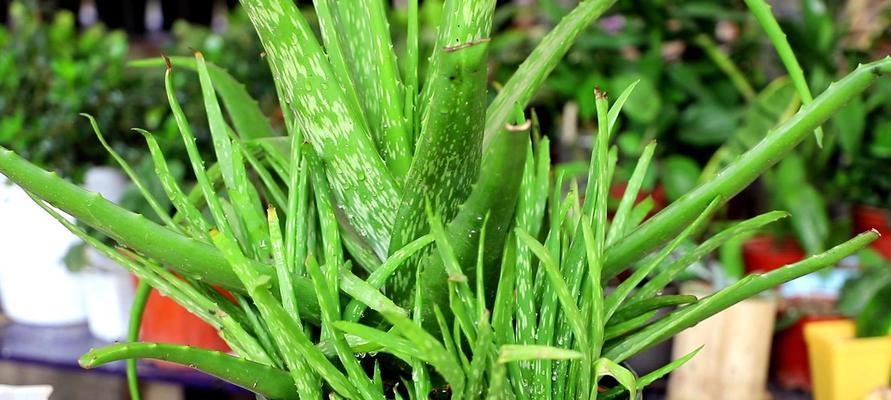 秋季芦荟护理全攻略（打造健康美丽的芦荟植物群）