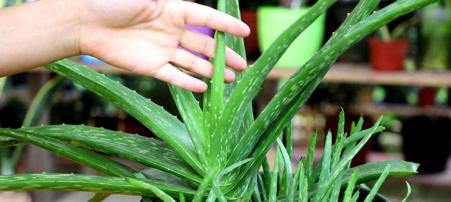 芦荟种植的最佳时间（掌握种植芦荟的时间窍门）