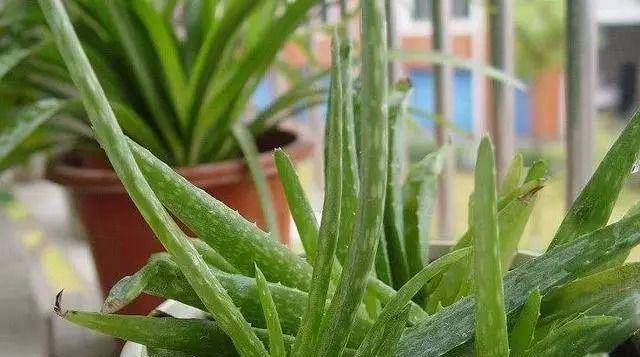 芦荟是属于被子植物吗（探究芦荟的植物分类和特点）