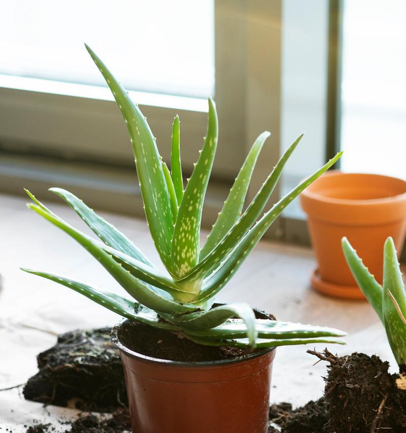 芦荟是一种草本植物吗（探究芦荟的分类和特征）