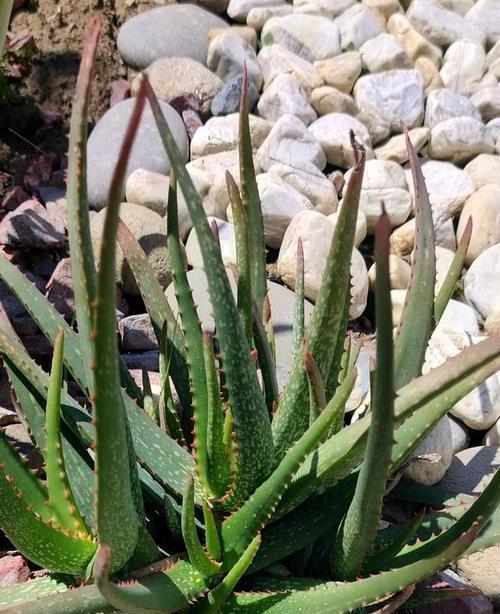 芦荟是一种草本植物吗（探究芦荟的分类和特征）