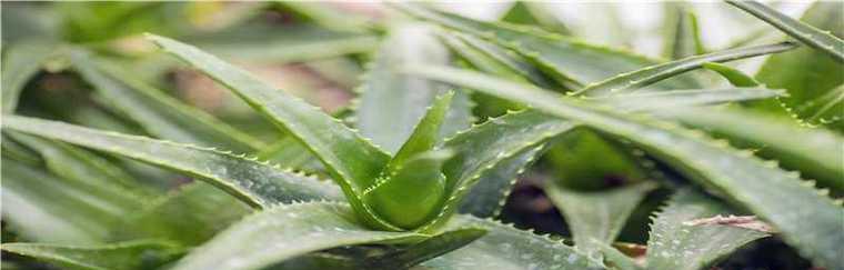 探究芦荟的热带特性（芦荟的生态环境和特点）