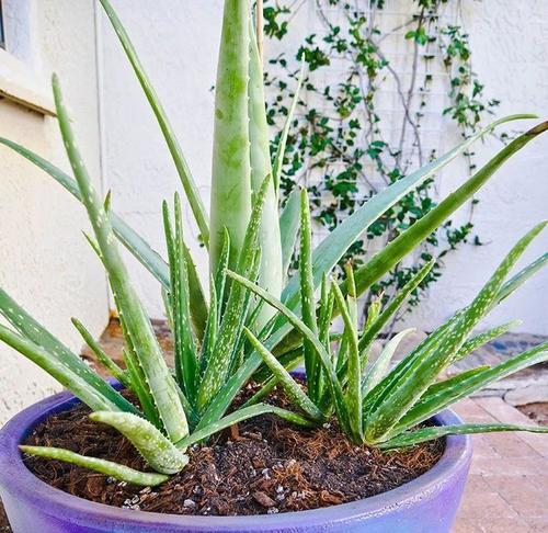 芦荟种植深浅盆全攻略（深浅盆如何选择及对芦荟生长的影响）