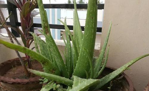 芦荟种植的土壤选择剖析（探究芦荟生长所需土壤特点及种植技巧）