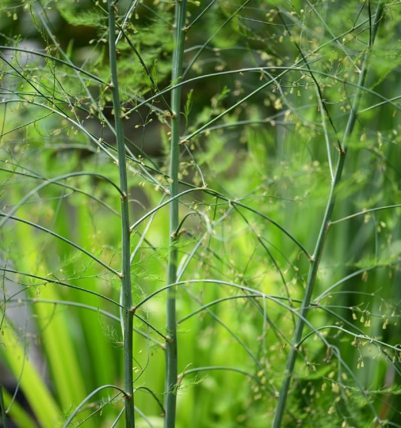 揭秘芦笋的生长周期（从种植到采收）