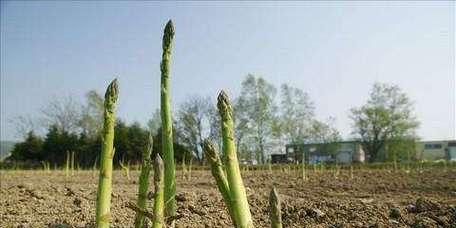 揭秘芦笋的生长周期（从种植到采收）