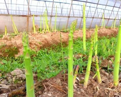 芦笋花盆种植的技巧（如何在家种植营养丰富的芦笋）