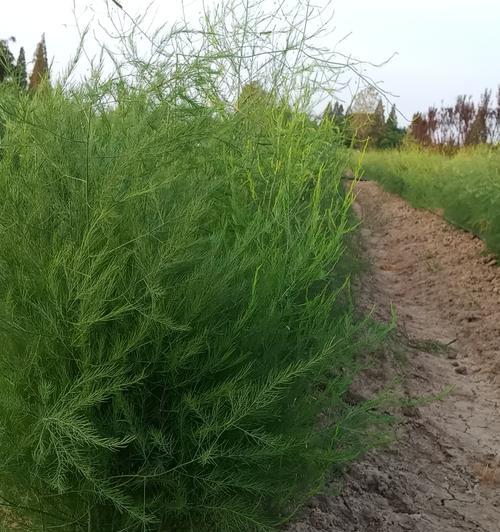 掌握芦笋种植技巧，丰收不再难（春季是最佳芦笋种植时机）