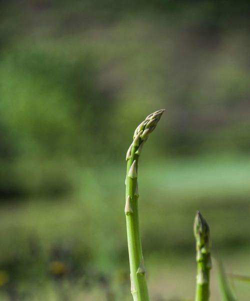 芦笋四季皆有，鲜美不停（新鲜美味）