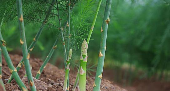 芦笋种植的环境要求（探究芦笋适宜生长的条件及栽培技巧）