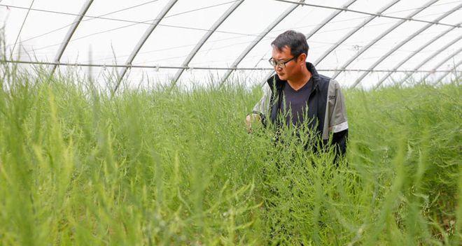 如何选择适宜芦笋种植的地区（探索芦笋种植的条件与要求）