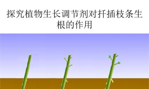 如何种植优质芦笋种子（一步步教你）