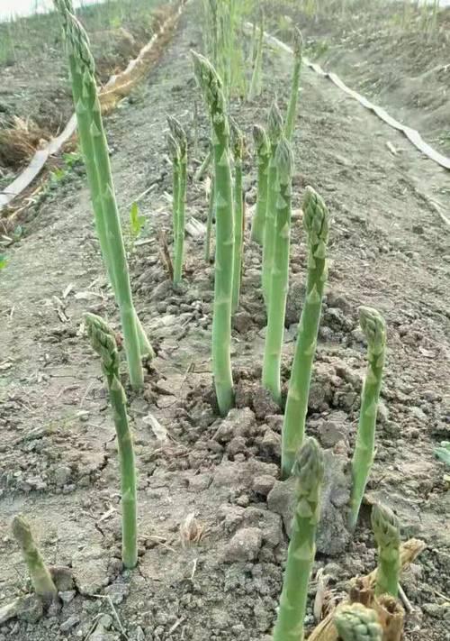 芦笋种植技巧（什么时候种植芦笋最好）