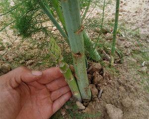 芦笋种子的获取与种植方法（了解芦笋种子的来源及生长条件）