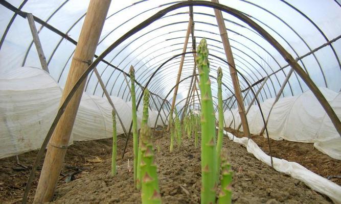 芦笋种植全攻略（从选种到收获）