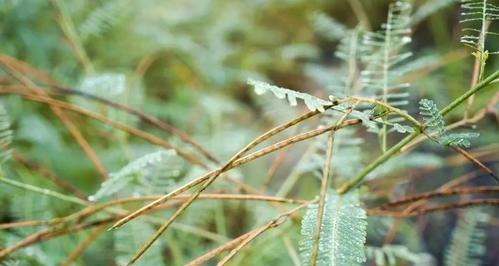 揭秘芦苇的真正身份（探究芦苇是否为蕨类植物）