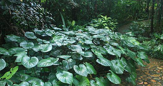 揭秘芦苇的真正身份（探究芦苇是否为蕨类植物）