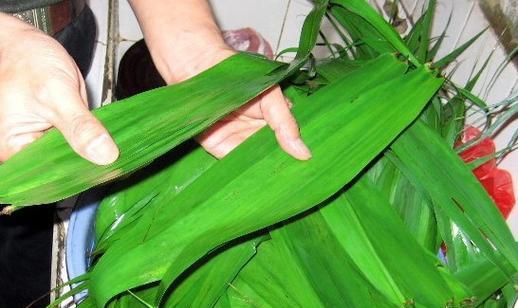 芦苇——生命力顽强的多年生植物（探究芦苇的生态习性与生长特点）