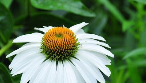 阳光花语——向阳花的美丽与意义（探索向阳花的花语）